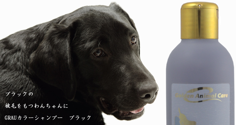 短い被毛をもつ成犬
