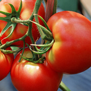 トマト:ビタミンAやビタミンC、コラーゲンをつくるビタミンHやビタミンPを豊富に含んでいます。また活性酸素を退治するリコピンを含む身体にとても有用な野菜です。