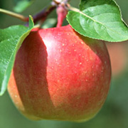 リンゴ:ミネラルであるカリウムや粘膜保護作用のあるペクチン、セルロースなどの食物繊維を豊富に含む、消化吸収に優れた果物です。