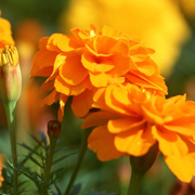 キンセンカの花:カロチノイド、フラボノイド、サポニンなど粘膜保護作用のある栄養を豊富に含みます。