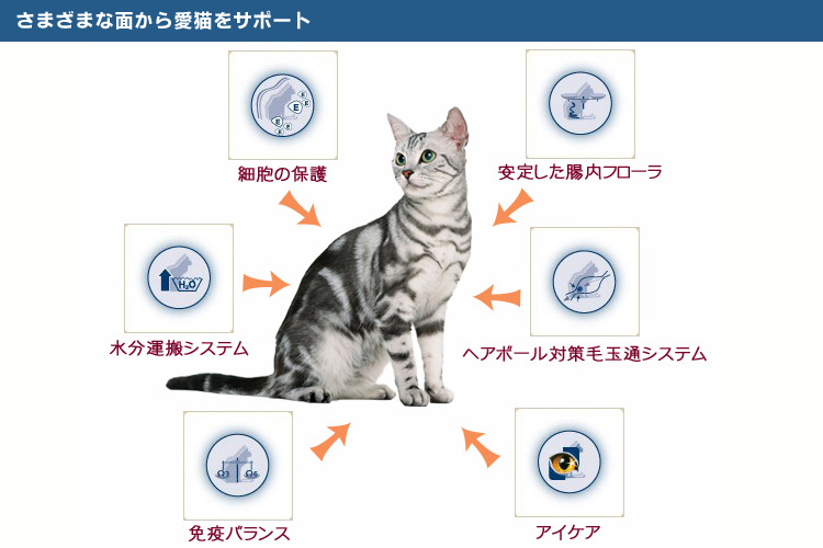 さまざまな面から愛猫をサポート